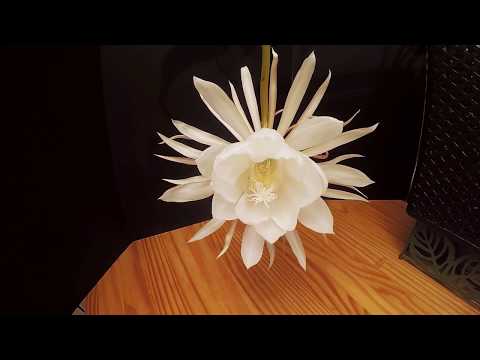 Queen of the Night : Cactus flower time-lapse bloom : Epiphyllum oxypetalum