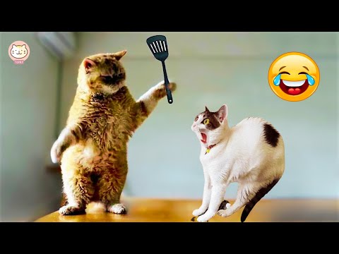 Funniest Animals Videos 😂 Funniest Cats and Dogs Videos 😺🐶 #1