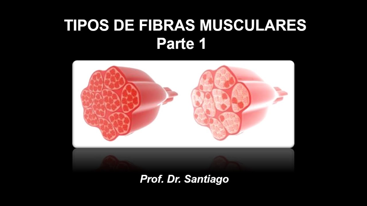 AULA 1.7 - Tipos de Fibras Musculares (Parte 1)