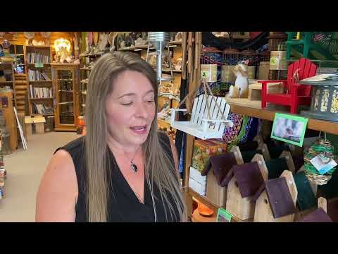 How to Attract Blue Jays To Your Yard