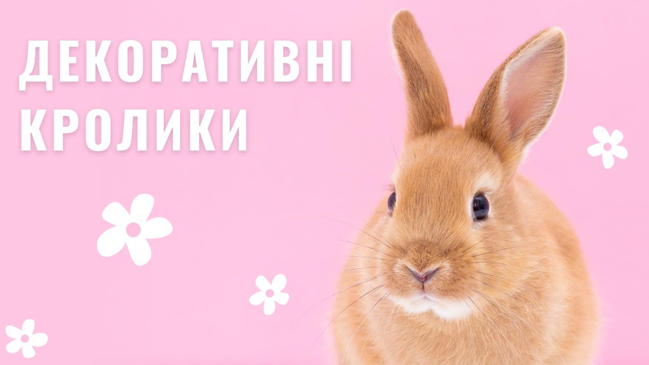 YouTube video preview