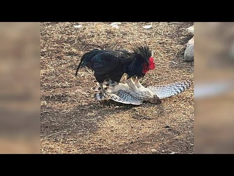 This Hawk Attacked the Wrong Prey and Paid Dearly for it!