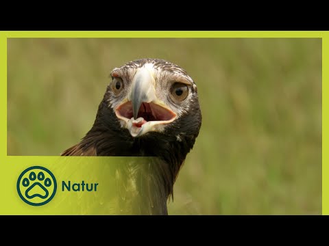 Die Australischen Alpen | Australiens Nationalparks 2/5 | Go Wild