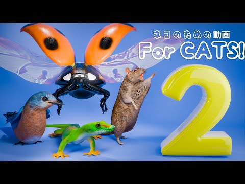 【猫が喜ぶ映像 2】ねずみ・トカゲ・ゴキブリ・てんとう虫 ・ 蝉・ スズメ 4 時間 GAME FOR CATS 2