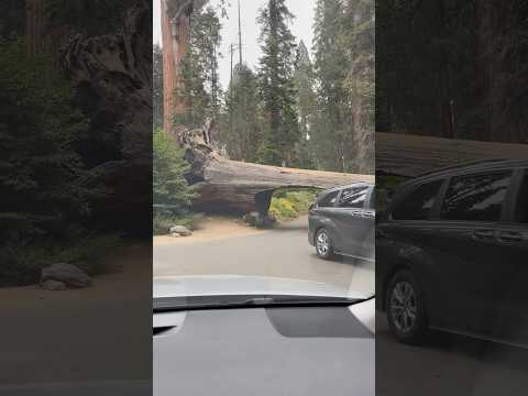 Tunnel Log Drive Through Tree#Sequoia National Park # California #USA 2025