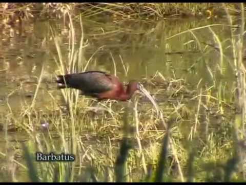 Morito común ( Plegadis falcinellus )  Glossy i