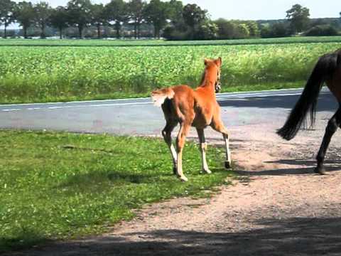 SF Emmy v. Edward-Lauries Crusador