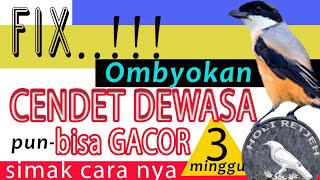 Download lagu Cara Merawat Cendet agar Cepat Gacor, Pented Ombyokan Muda - Dewasa Hutan mp3