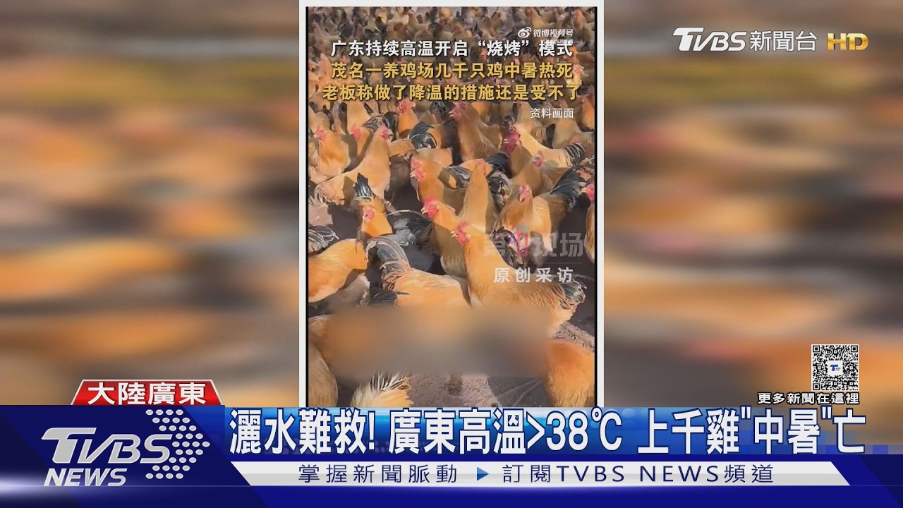 影音/灑水降溫也救不了! 廣東高溫>38℃ 上千雞「中暑」暴斃
