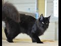 Maine coon "Koon Toons Mon Amour Coon*UA, 6 ...