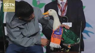 El pato viral que se roba la atención durante la Copa del Mundo