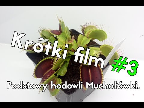 , title : 'Krótki film #3 - Muchołówka podstawy hodowli.'