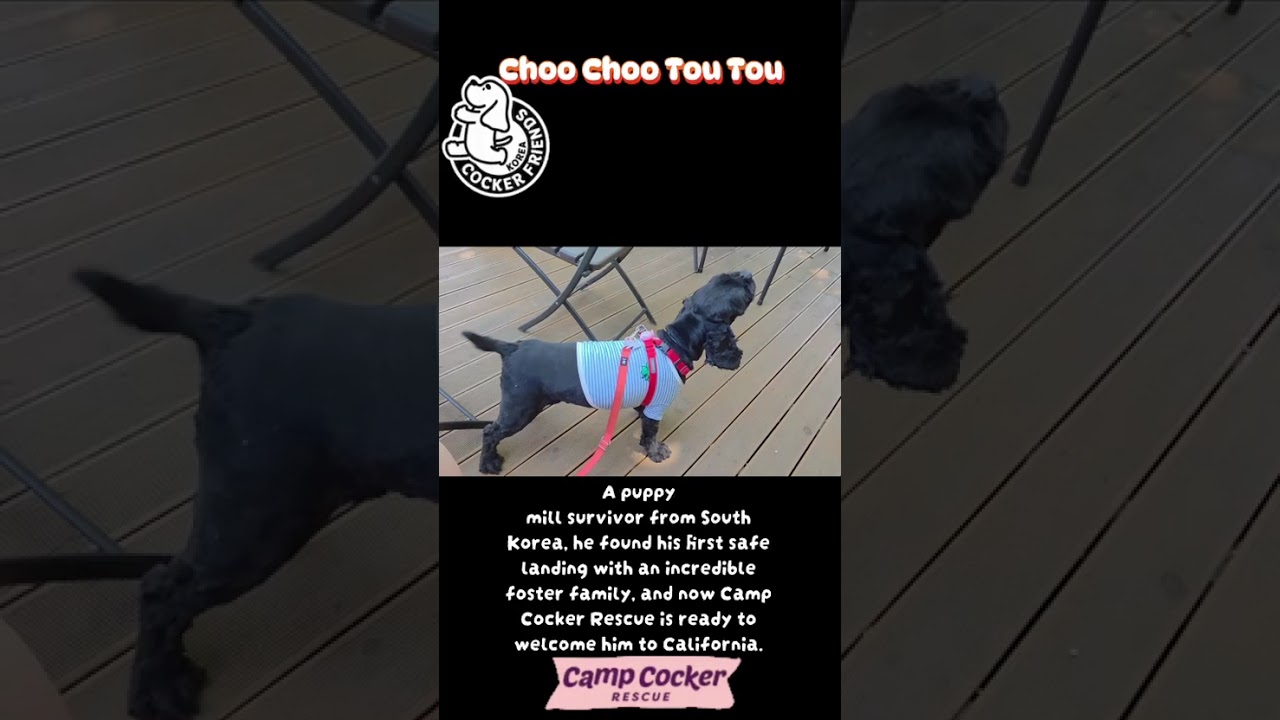 Choo Choo, a Adoptable mixed breed in Sherman Oaks, CA video 3/3