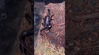 Download lagu Heterometrus spinifer (Malaysian Forest Scorpion) #shorts #shortsfeed #shortsvideo mp3