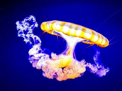 Jelly Vision - JellyFish Medusa Aurelia Aurita Aquarium  - Trance Soundtrack - Aqua Core