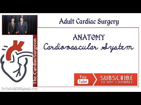 10 The Heart and Major Vessels   PART 2   Anatomy Tutorial