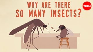 Why are there so many insects? - Murry Gans