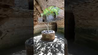 Unbelievable Underground Wonder in California! Forestiere Underground Gardens in Fresno #shorts