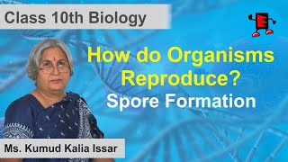CBSE Class 10 Biology How Do Organisms Reproduce  Spore Formation