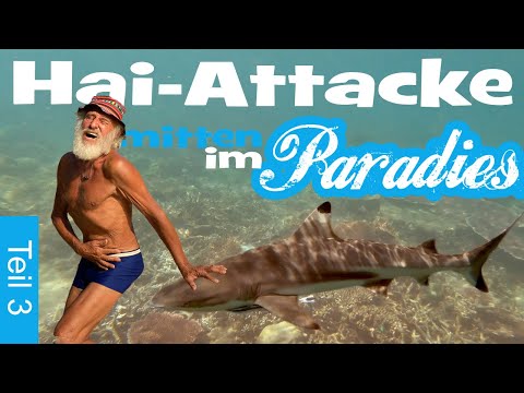 Nr. 3 ▪ Hai-Attacke im Quarantäne-Paradies ▪ Gangerls Tagebuch