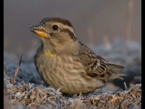 GORRIÓN CHILLÓN | ROCK SPARROW | Petronia