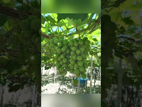 congonhinhas Paraná