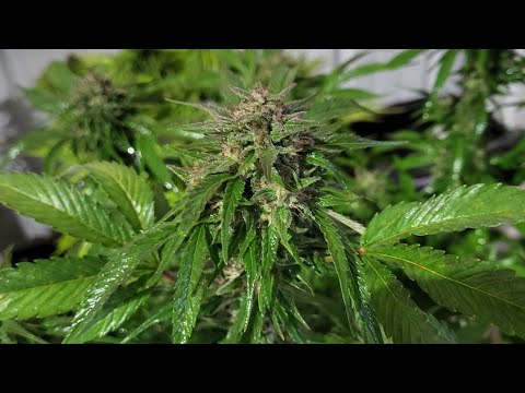 CropTober #14 Starting The Harvest