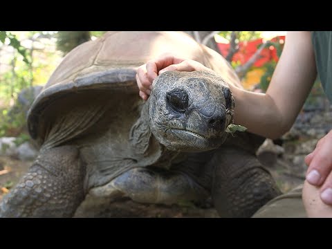 Youtube video image