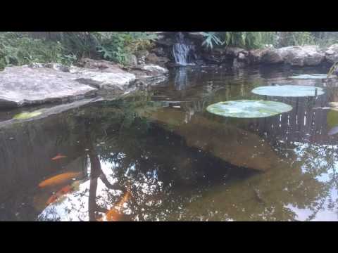 Mosquitos by Jack handey