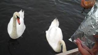 Trained Mute Swans speak on command-short version