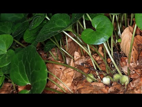 Geheimnisvolle Pflanzen: Haselwurz - Asarum europaeum