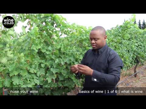 What is Wine? #1 of 6 - Basics of Wine