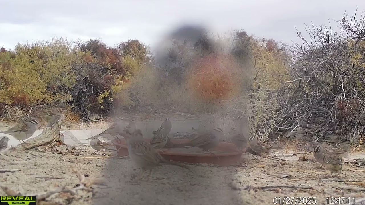 S3E7: A flock of White-crowned sparrows visit a saucer the day after winter's first rain in the desert