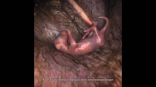 Download lagu Ternyata seperti ini, kehidupan bayi kanguru di dalam kantong induknya #shorts #kanguru #info mp3