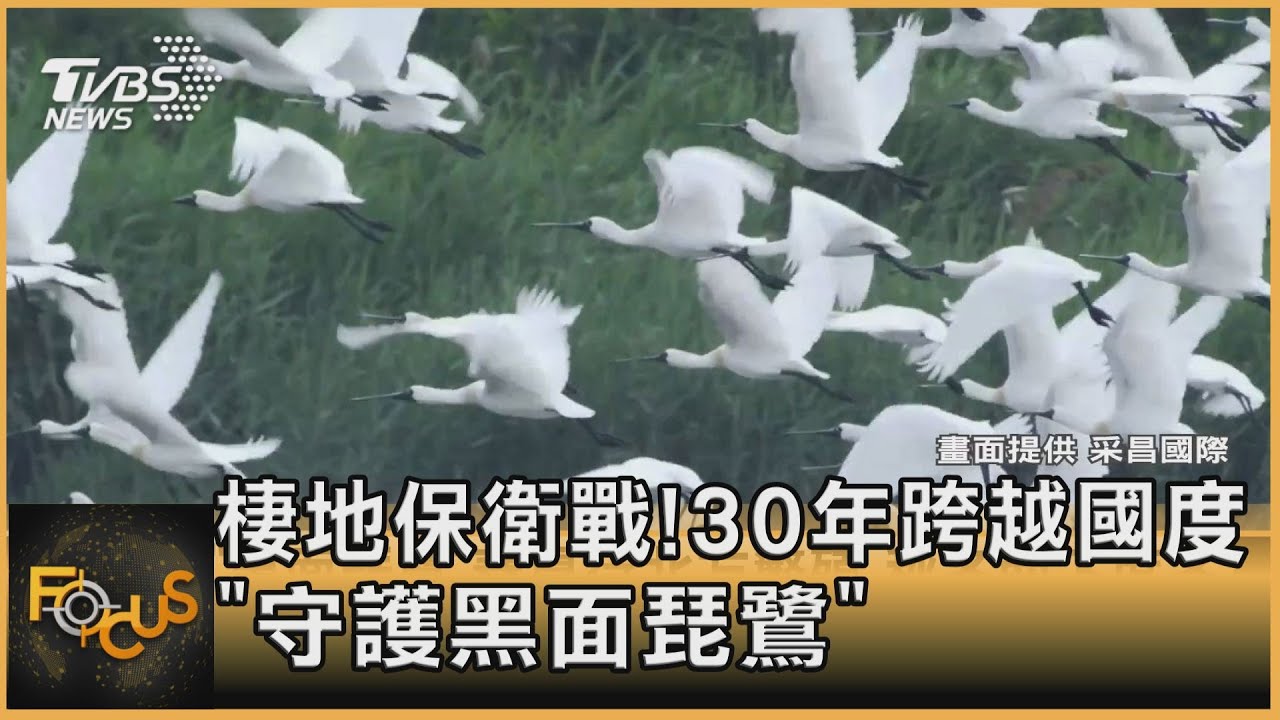 棲地保衛戰！30年跨越國度「守護黑面琵鷺」