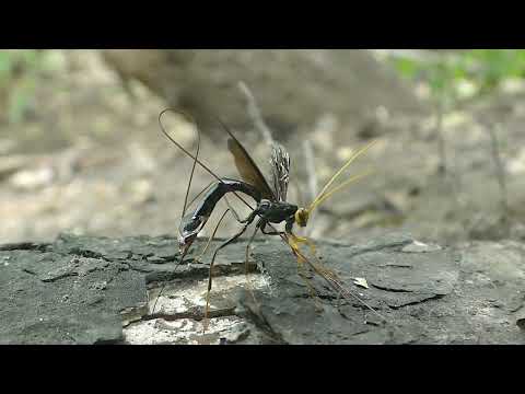 Giant Black Ichneumon