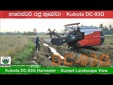 Kubota DC-93G Harvester Operating in a Sri Lankan Field #villagelife කොහොමද වීව් එක? #farming #live
