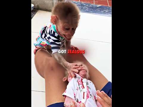 This Jealous Monkey Couldn't Accept the New Baby #shorts #monkey