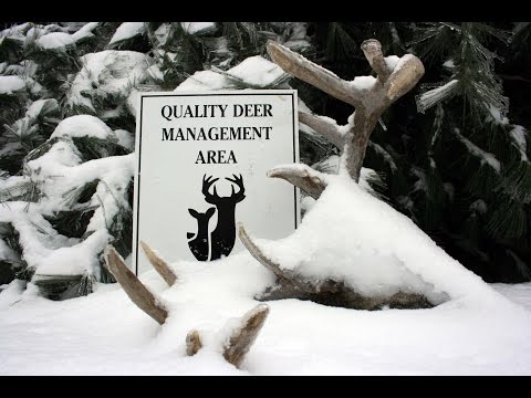 QDM Coops: QDMA Management Minute
