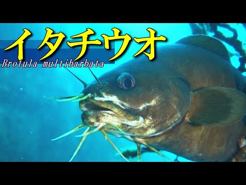 イタチウオ
