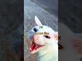 Top 10 Black And White Cat Breeds Top10 Top World Shorts Cats
