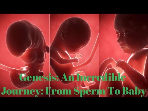 Genesis: An Incredible Journey: from Sperm To Baby