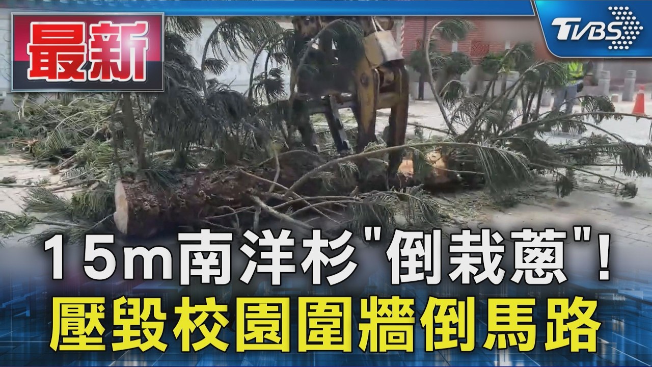 15m南洋杉「倒栽蔥」!壓毀校園圍牆倒馬路｜TVBS新聞 @TVBSNEWS01
