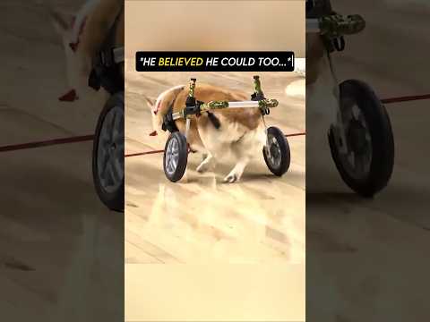 Dog was last but still won