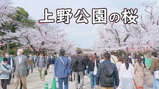 上野公園の桜 4K Cherry blossoms in Ueno Park