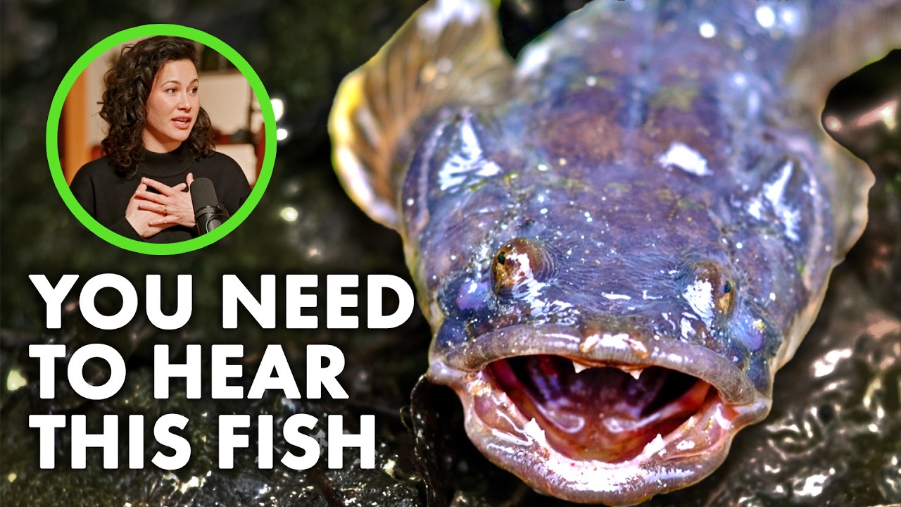 This fish SINGS and it's incredible