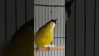 Download lagu Opior jambul gacor ngeplong #kicaumania mp3