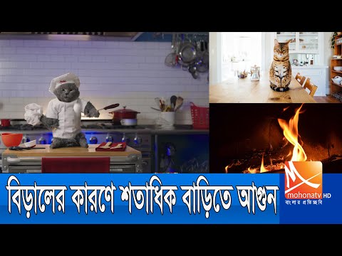 বিড়ালের কারণে পুড়ল শতাধিক বাড়ি । ‍Cat । South Korea । Mohona tv News