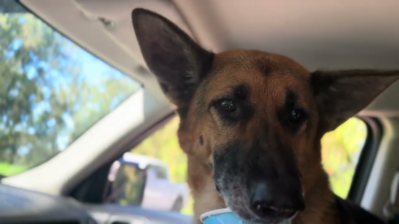 Enlarge Rue, a Adoptable German Shepherd Dog in Quincy, MI video 2/5