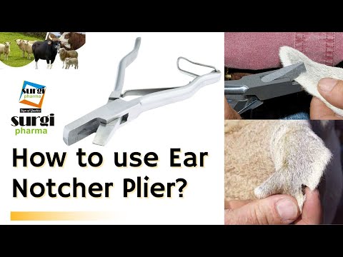 What is Ear Notch? || How to use an Ear Notcher Plier SIMPLE & easy way Must Watch